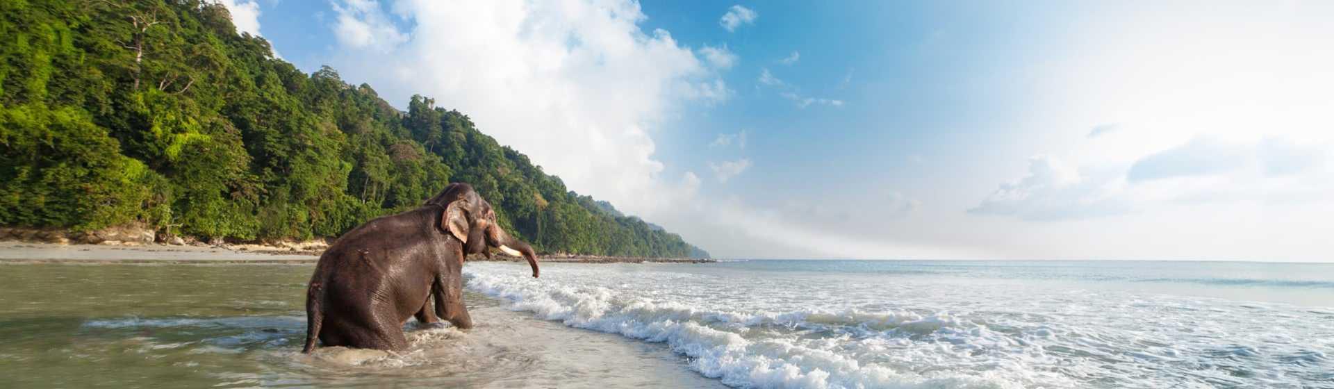 Andaman Suntanner